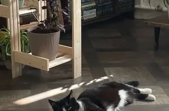 Пропал кот, пр. Серова, 3, Рыбинск