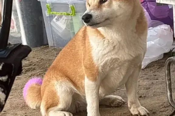 Собаки потеряшки, Москва, фото: Потеряшка собака, ш. Энтузиастов, 84, Москва