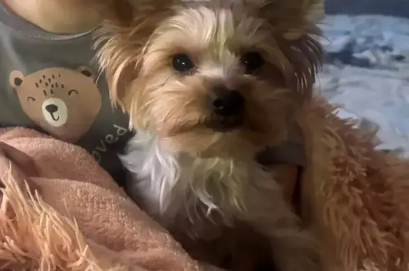 Собаки потеряшки, Пермь, фото: Потеряшка собака, Весенняя ул. 8, Пермь