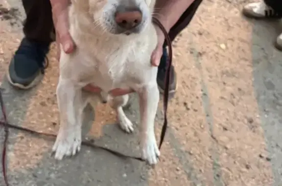 Светлая собака найдена, Вишнёвая ул.