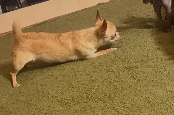 Собаки потеряшки, Саранск, фото: Потеряшка собака, ул. Титова, 14, Саранск