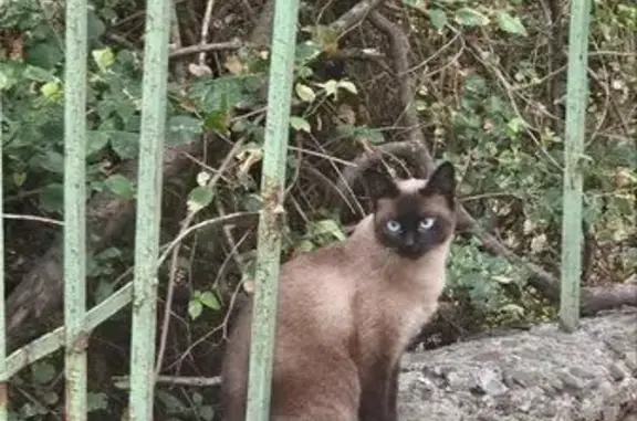 Кошка найдена на Стачки, 11, Ростов-на-Дону