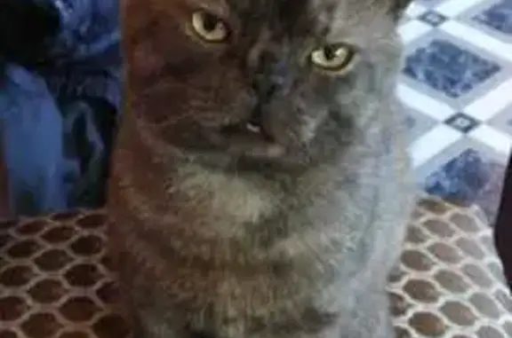 Кошки потеряшки, Карачев, фото: Потеряшка кошка, Первомайская ул., Карачев