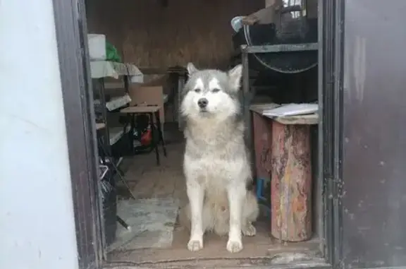 Пропала собака в с. Грибское, Амурская обл.