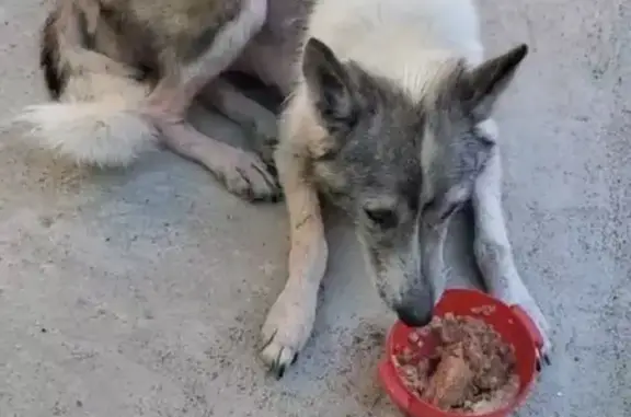 Собака найдена: п. Красный рай, Алушта