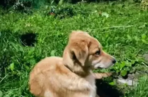 Собака у 116 школы, ул. М. Тореза, Самара