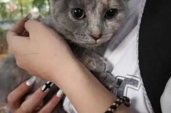 Кошка найдена, Ленинский пр., Воронеж