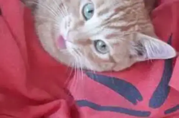 Кошки потеряшки, Октябрьский (Московская обл.) (Москва и Московская обл.), фото: Потеряшка кошка на Транспортной улице