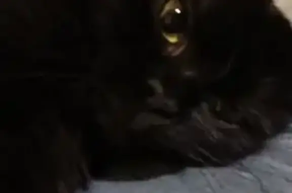 Кошка найдена на Комарова 13/3, Ростов-на-Дону