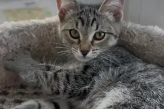 Найдена кошка, Набережные Челны, фото: Котенок найден у дома 47/36-1, Н. Челны