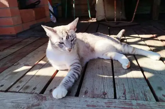 Кошки потеряшки, Токсовское городское поселение, фото: Потеряшка кошка, ул. Гагарина, Токсово