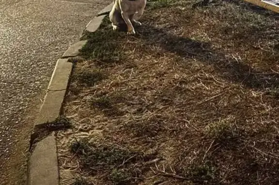 Найдена собака, Волгоград, фото: Найдена собака, Варшавская ул. 4, Волгоград