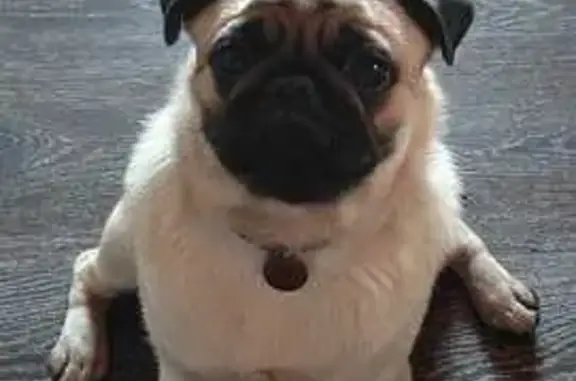 Собаки потеряшки, Владимирская область, фото: Потеряшка собака в Струнино, Владимирская обл.