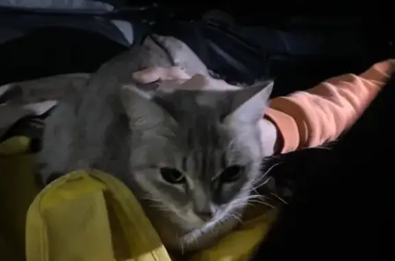 Котенок найден у магазина Добрый, Степановка