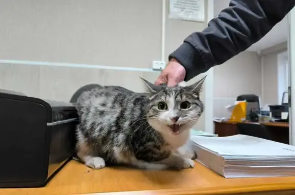 Найдена кошка, Салават, фото: Найдена кошка, Первомайская 42, Салават