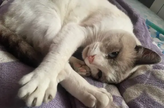 Пропала кошка, ул. 93-й Стрелковой, 17