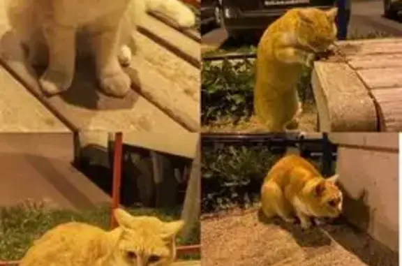 Найдена кошка, Петрозаводск, фото: Рыжая кошка найдена, Антонова 10, Птз