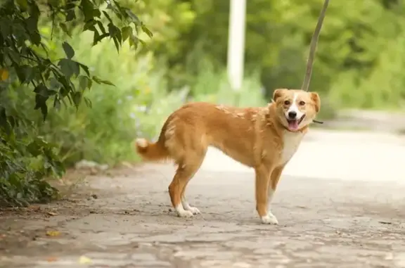 Собаки потеряшки, , фото: Потеряшка собака, ул. Щорса, Липецк