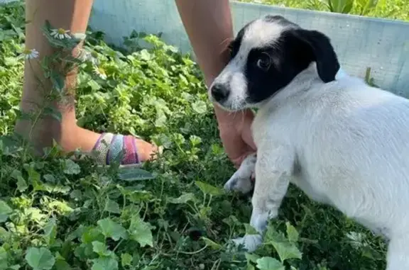 Пропала собака на Октябрьской, 35, Оренбург