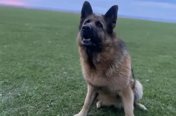 Пропала собака, Биюрганское СП, Татарстан