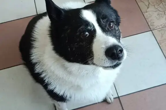 Найдена собака, , фото: Собака найдена: Троицк, Физическая 13