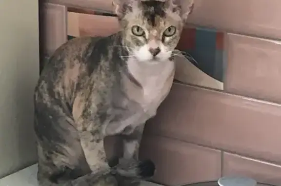 Пропала кошка, Селекционная 3В, Усть-Кинельский