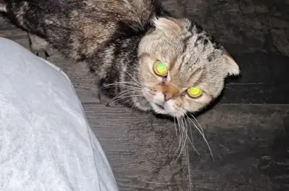 Найдена кошка, Майкоп, фото: Кошка найдена: ул. 12 Марта, Майкоп