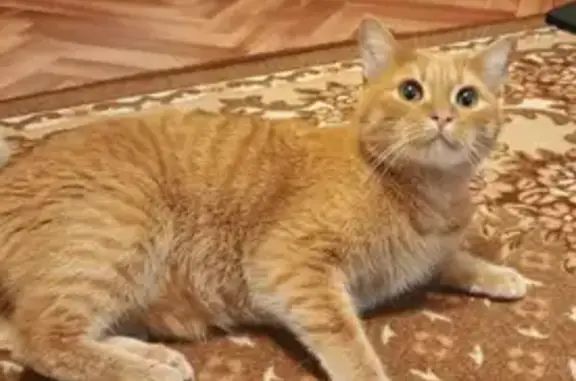 Кошка найдена: Харьковская ул. 1 к5, Москва