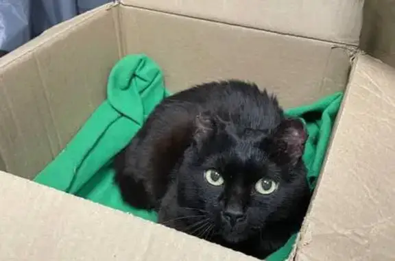 Найдена кошка, Екатеринбург, фото: Найдена кошка, ул. Белинского 222, Екб