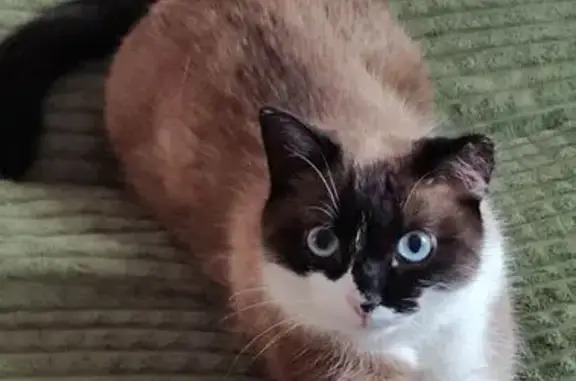 Пропала кошка, ул. Братьев Першиных, 14