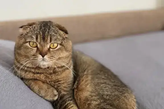 Кошки потеряшки, Гродно, фото: Потеряшка кошка, ул. Гая 17, Гродно