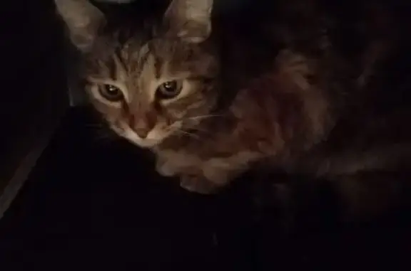 Найдена кошка, Ярославль, фото: Кошка найдена у Свободы 70а, Ярославль