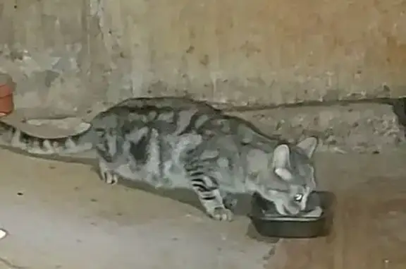 Кошка найдена: пр. Мира, Чебоксары