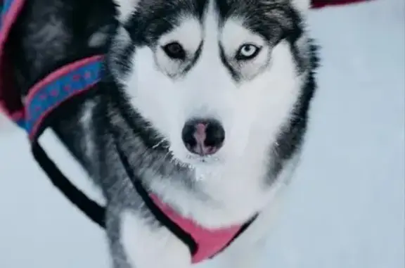 Пропала серая собака, Коряжма, Арх обл.