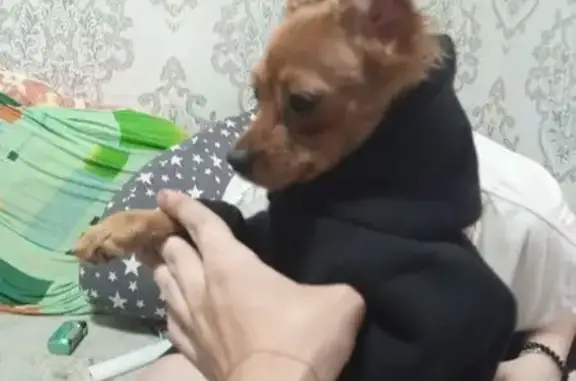 Пропала собака, Бухарская ул, 33, Пенза