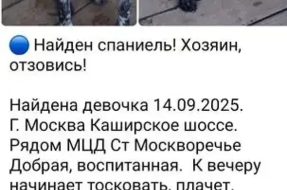 Спаниель найден: Каширское шоссе, Москва