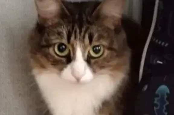 Кошки потеряшки, Псков, фото: Потеряшка кошка, Рижский пр., 45, Псков