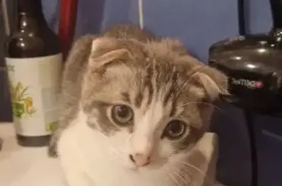 Найдена кошка, ул. Гузовского 8, Чебоксары