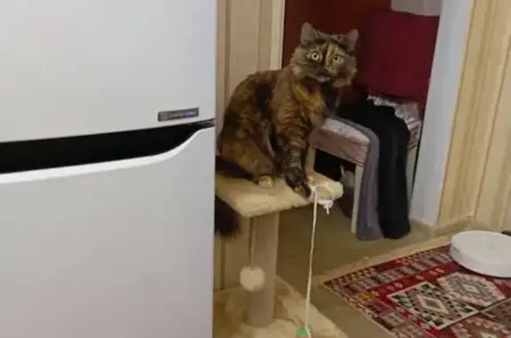 Пропала кошка, Заинск, Татарстан