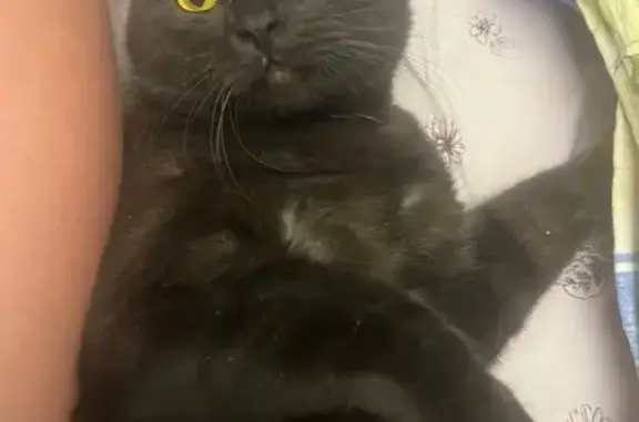 Пропала кошка, ул. Горбатова 17, Брянск