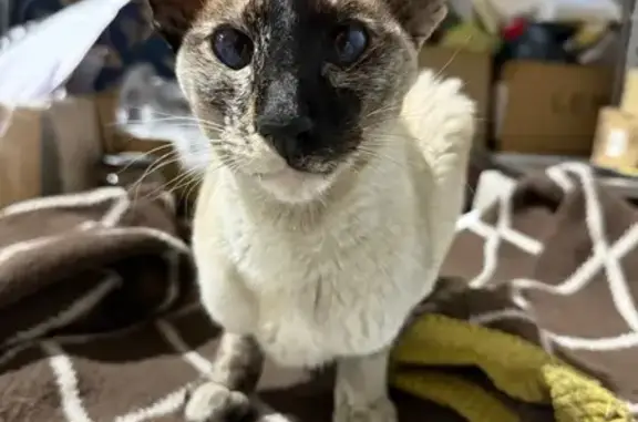 Найдена кошка, Колычёво, фото: Кошка найдена: Новая ул., Колычево