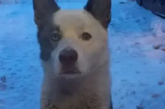 Собаки потеряшки, Ленинск-Кузнецкий, фото: Потеряшка хаска, ул. Тимирязева, Ленинск-К.