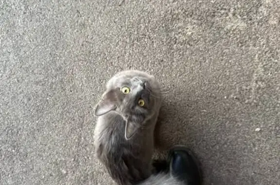 Котенок найден у дома Чишмяле, 9, Казань