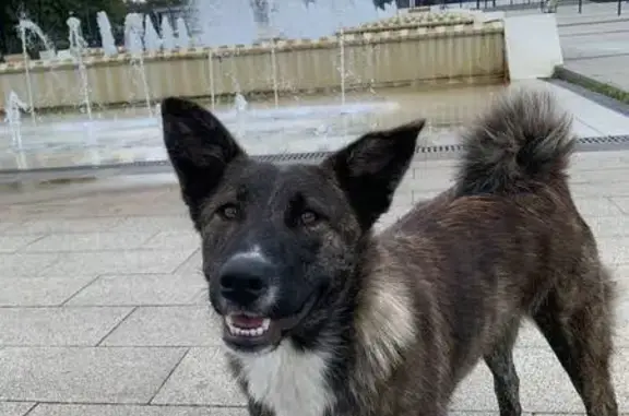 Пропала собака на Федотовской улице, Воскресенск