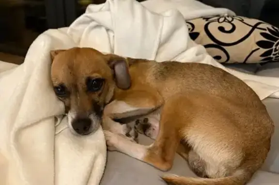 Найдена собака, , фото: Найдена собака, Степная ул., Червишево