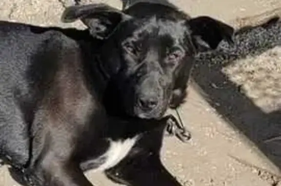 Пропала собака, 2-й пр. Артёма, 6, Й-Ола