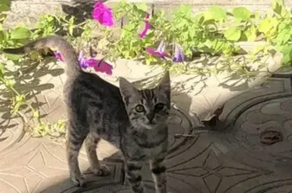 Пропала кошка, ул. Маяковского, Черкесск