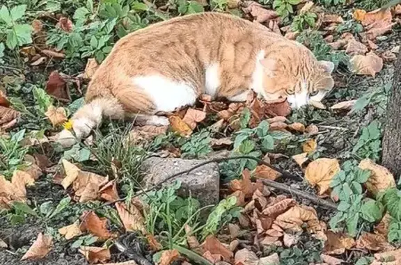 Найдена кошка, Павловский Посад, фото: Кошка в стрессе на ул. Тихонова, Павловский Посад