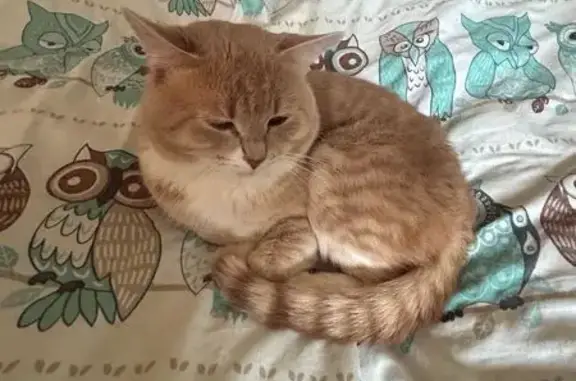 Пропал кот, ул. Лизы Чайкиной, 2