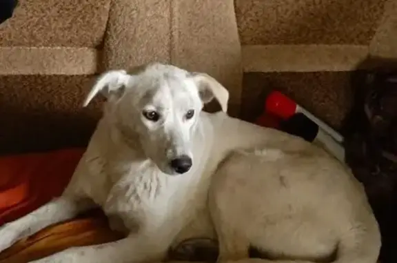 Пропала собака на Ново-Зелёной улице